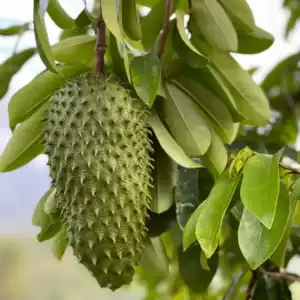 Soursop Tea Organic Graviola Leaf